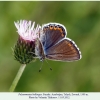 polyommatus bellargus talysh female1